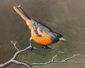 Baltimore Oriole