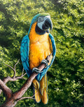 “Neotropical”