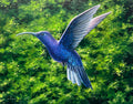 “Sabrewing”