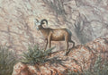 Bighorn