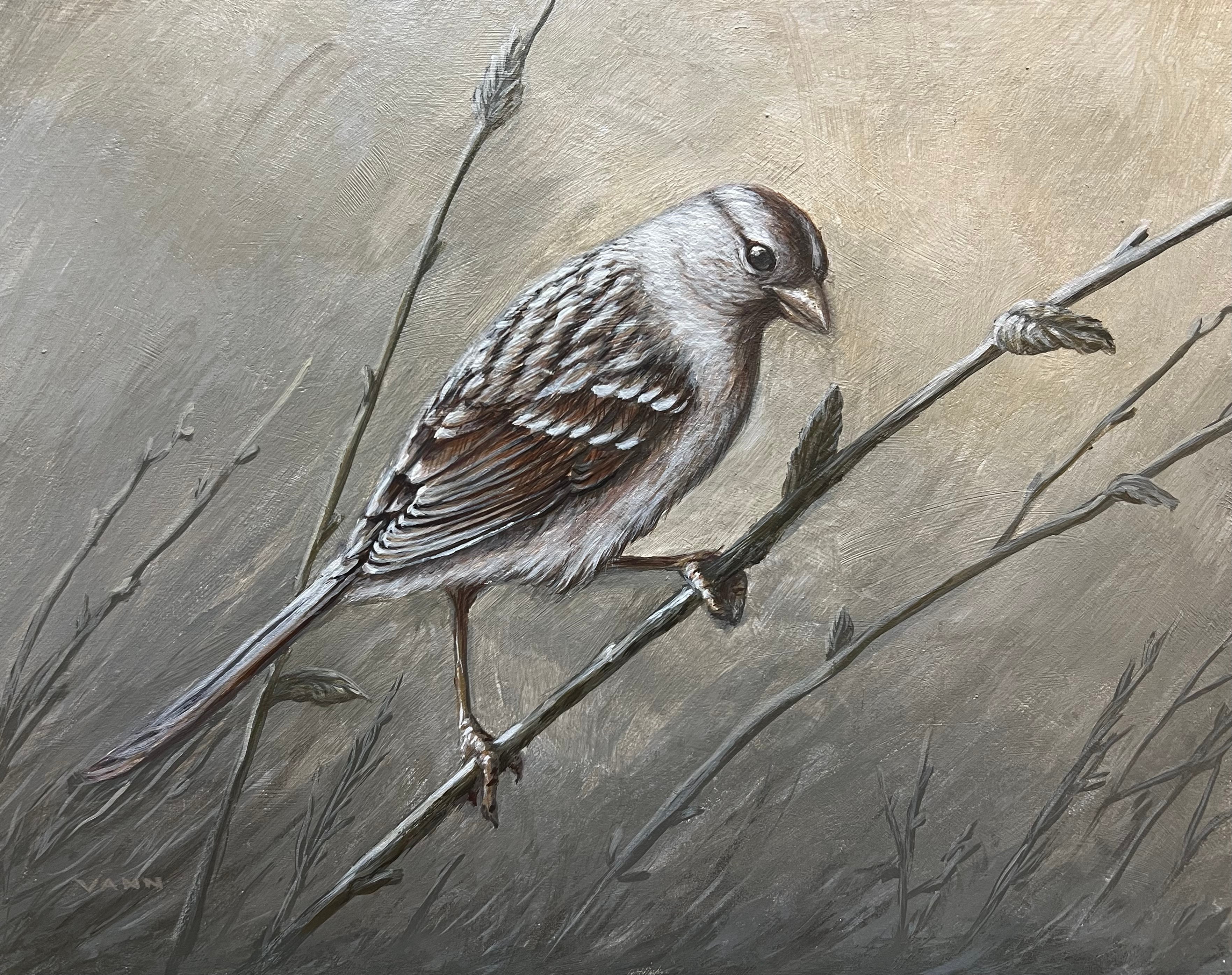 White-crowned Sparrow
