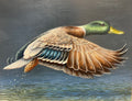 “Flying Drake”