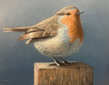 “Plump Robin”