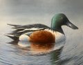 "Shoveler"
