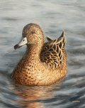 “Wigeon”