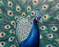 "Disco Chicken"
